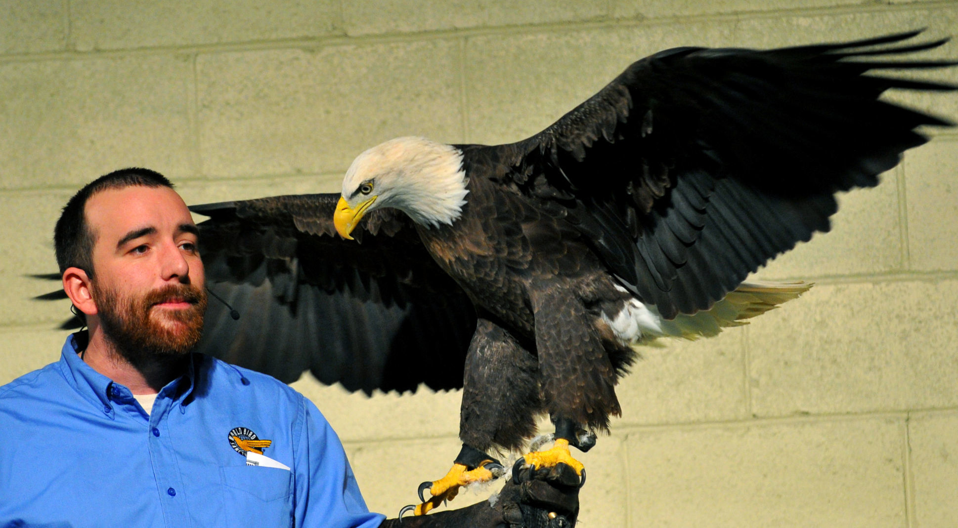 Bald Eagle Days at the QCCA Expo Center